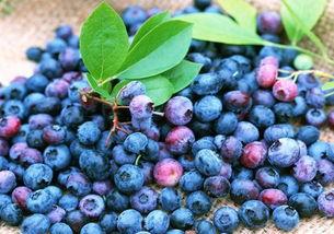 娱乐吃瓜酱蓝莓,吃瓜酱带你领略明星幕后故事